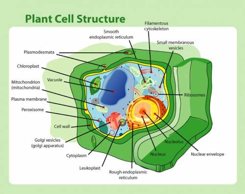 In the above diagram of a plant cell, what is the function of structure 1