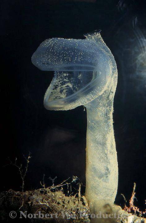 The very weird animal in the photo below is called a predatory tunicate. It grows to about 5 inches