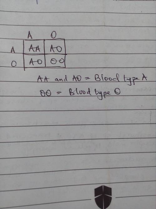 Human blood type is controlled by three alleles (A B. O). O is recessive and A and B are co-dominant