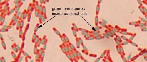 When a cell containing an endospore (such as Bacillus subtilis) is stained with the Gram's method, t