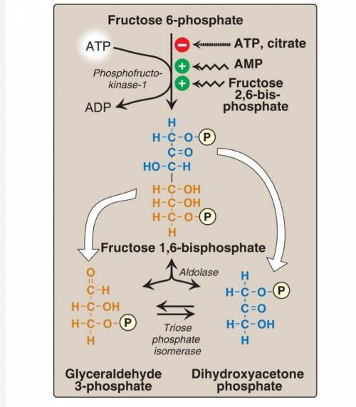 Phosphofructokinase is an allosteric enzyme that catalyzes the conversion of fructose 6-phosphate to
