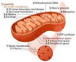 The following descriptions apply to either mitochondrial import or nuclear import. Choose all the st
