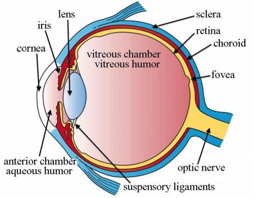 What is vitreous humor? Why do forensic scientists use it?