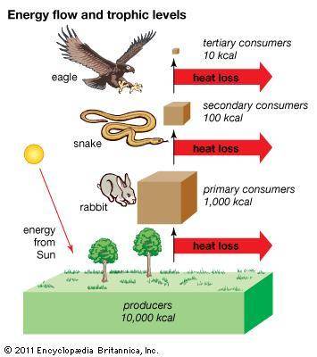 6. How do scientists account for the decrease in available energy from one trophic level to the next