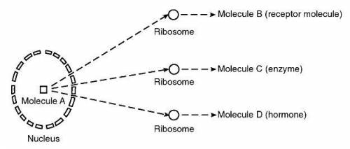 Molecule A contains the a. starch necessary for ribosome synthesis in the cytoplasm b. organic subst