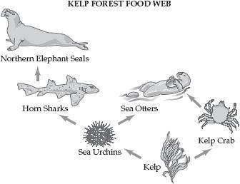 500 points help plz A population of sea urchins in a kelp forest ecosystem is being overfished. A te