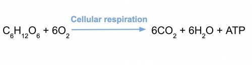 Which statement describes the reaction for cellular respiration?