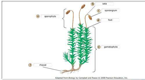 Nonvascular Plants Nonvascular plants (informally called bryophytes) generally live very close to th