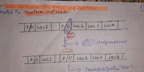 For this assignment you will complete an illustration(s) (by hand) of how the lac operon works. You