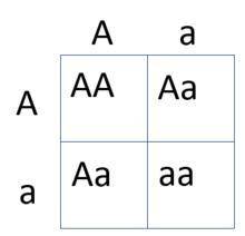On the given Punnett square, what do the letters used as column and row headings represent (e.g., TB