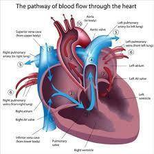 Give a brief explanation of what the heart and lungs do for the body.