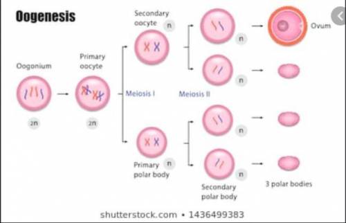 Why a single ovum is produced by oogenesis
