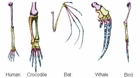 The forelimbs of humans, bats, cats, and whales all have the same types of bones in them