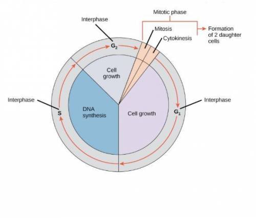 The completion of cytokinesis marks the beginning of a new cell cycle. Which phase does a cell enter