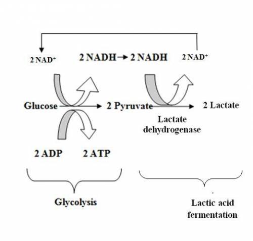 During anaerobic cellular respiration in skeletal muscles, pyruvic acid produced by  is converted in