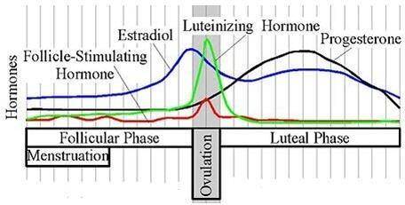 The graph shows the changing levels of hormones during menstruation and ovulation. What is the gener