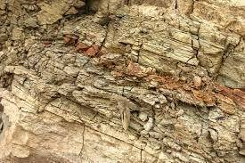 Sometimes fossils can be found in sedimentary rocks. Which statement best explains why?