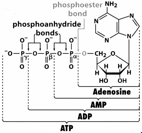 How many phosphoester (phosphate ester) and phosphoanhydride bonds are in adenosine monophosphate (a