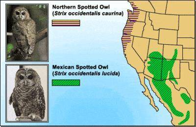 Spotted owls exist in multiple variations. Two species are shown in the image above. What answer bel