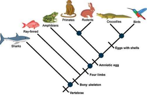 According to the cladogram shown, which two animal species shared the most recent common ancestor?
