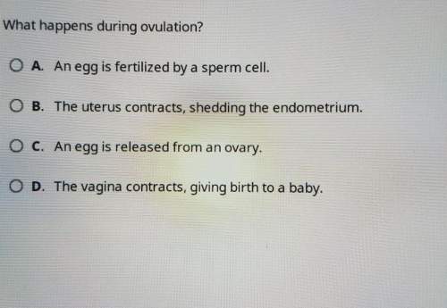 what happens during ovulation?