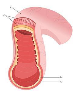 Plz i need it answered now based on the diagram above, which layer of the intestine contains gland
