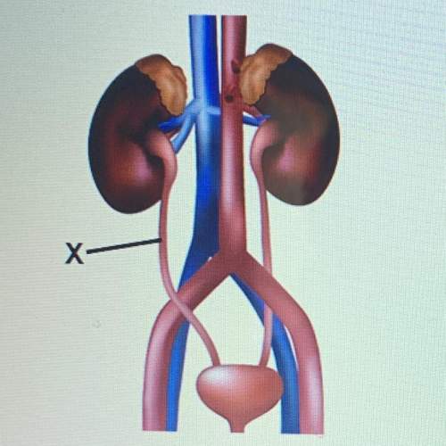The picture represents the excretory system. which is represented by the x?  nephron