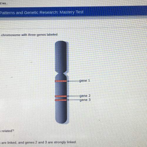 The image below shows a chromosome with three genes labeled gene 1 gene 2 gene 3