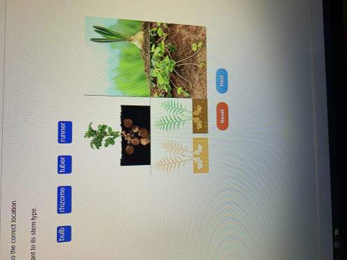 Need asap each plant to its stem type.bulbrhizometuber