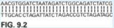 Suppose the restriction site for a particular restriction enzyme is: gatc | | | | ctag. the enzyme