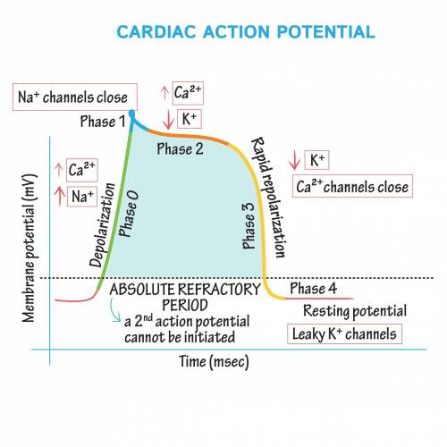 The flattening of the action potentials of myocardial contractile cells, called the plateau phase, i