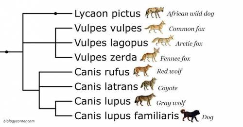 Extension: Is a red wolf or a domestic dog more closely related to a common fox? Use the phylogeneti