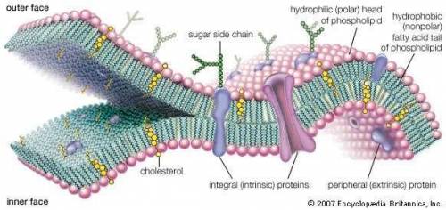 What relationship exists between nutrients and biomolecules?