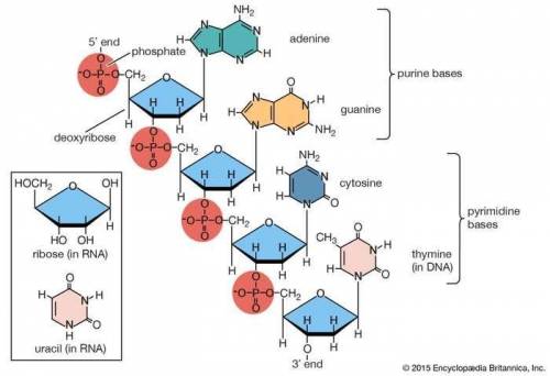 What relationship exists between nutrients and biomolecules?