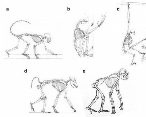 Based on the information provided, what is Primate A's primary form of locomotion? a.Knuckle-walking