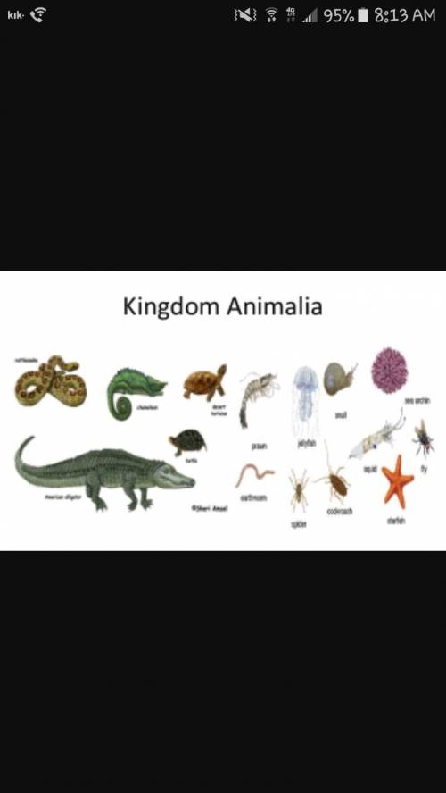 Identify the picture of the organism belonging to kingdom animalia.