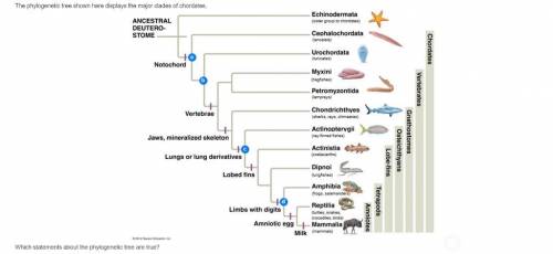 Which statements about the phylogenetic tree are true? A) Organism (c) is a common ancestor of lampr