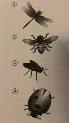 The first choice on a dichotomous key is 1a. Are wings covered by an exoskeleton vs 1b. Are wings no