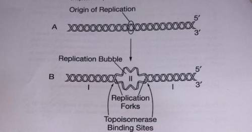 Explain why DNA replication cannot proceed to the regions of the chromosome labeled as I in Figure 1