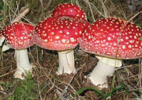 Which organism is an example of a club fungus? A) yeast B) truffle C) mushroom  D) morel
