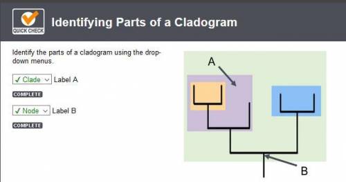 Identify the parts of a cladogram using the drop-down menus. Label A