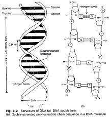 Which best describes the structure of a DNA molecule?