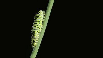 What caterpillar is this he is striped on the short way with black white and yellow and the i put a