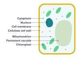 Which two features are present in a plant cell but not in an animal cell
