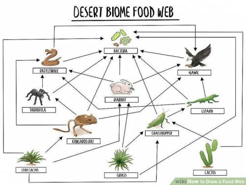 What best describes the advantage of using the model of a food web?  1. shows feeding connections 2.