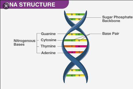 Draw the structure of DNA aand write a short note about it.