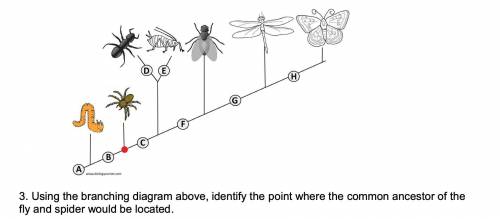 Identify the point where the common ancestor of the fly and spider would be located.