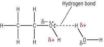 Draw illustrations to show how water forms hydrogen bond with ethanol.