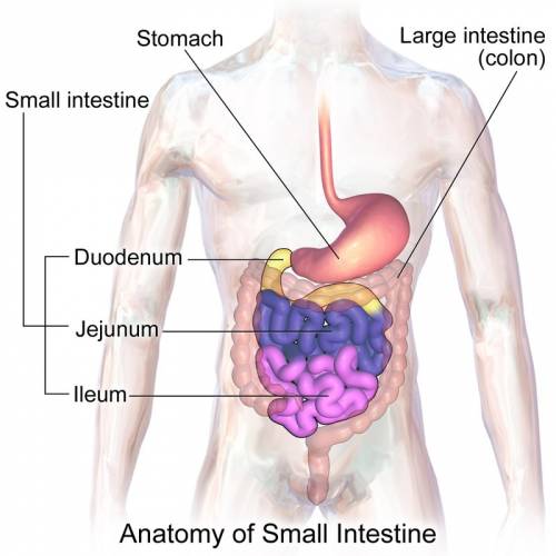 What structures are found in the small intestine to aid with absorption?