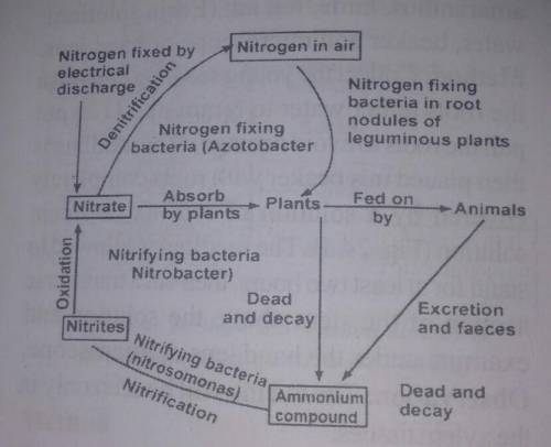 What a neat and well labelled diagram of nitrogen cycle in nature